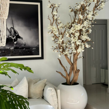 Árbol de magnolia blanca en macetero esférico blanco brillante de 30″